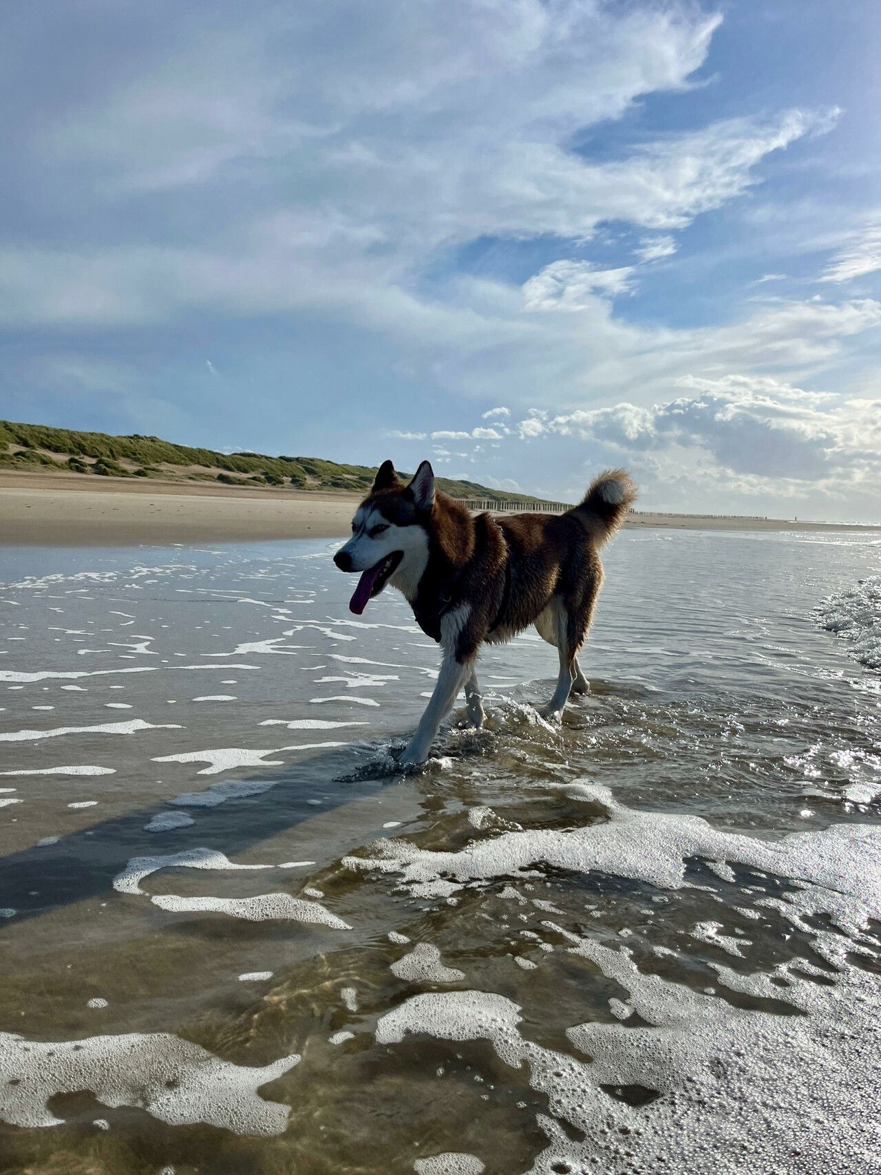 Luna walking through the sea